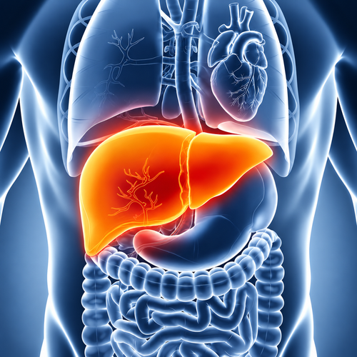 Liver Health Support