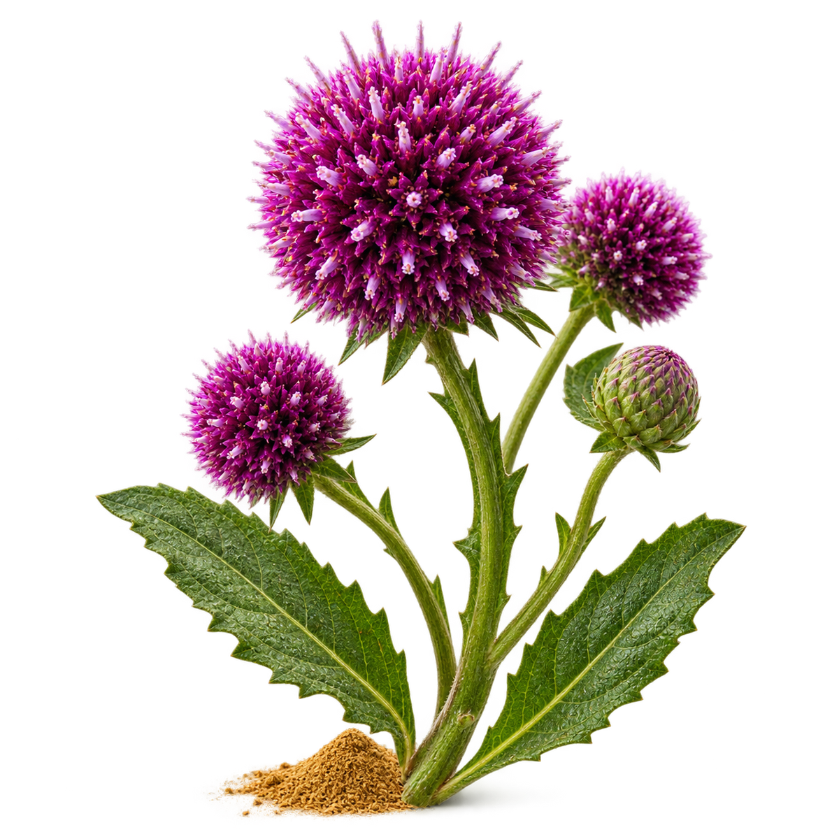 Sphaeranthus indicus Flower Extract